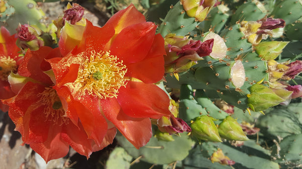 Why Use Prickly Pear Skin Care Products?